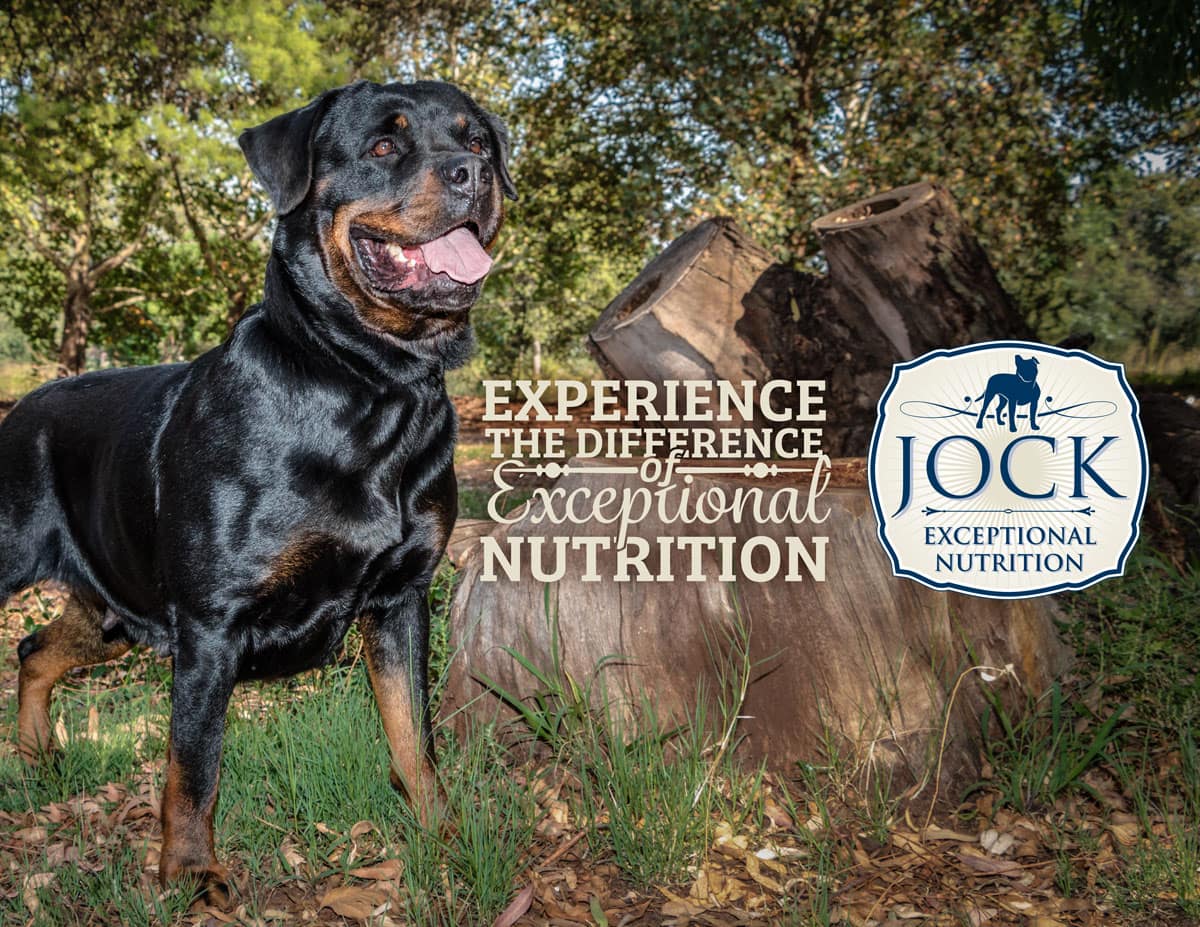 rottweiler favorite food your breed rottweiler food rottweiler favorite food your breed rottweiler food