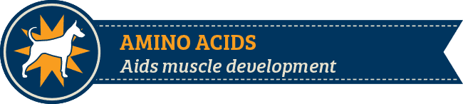 Amino Acids Amino Acids