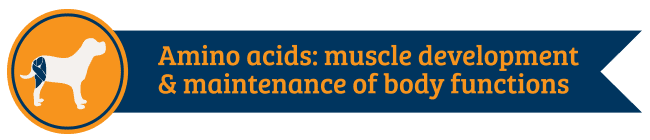 Amino Acids Amino Acids