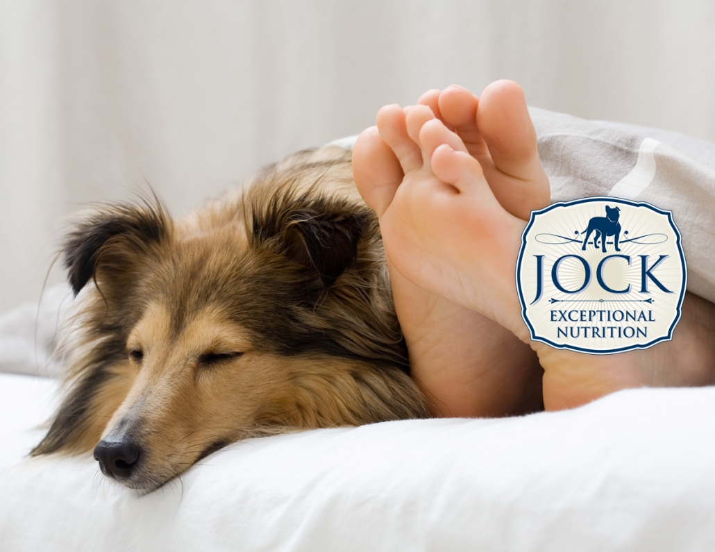 Ask The Expert - Dogs in bed
