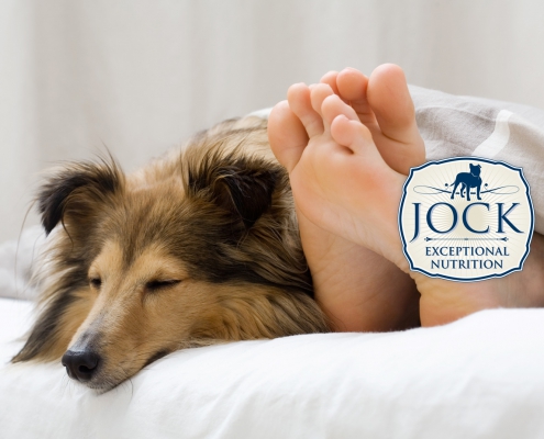 Ask The Expert - Dogs in bed