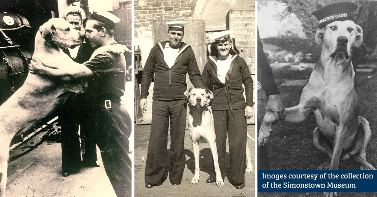 Just Nuisance Legend JOCK Dog Food