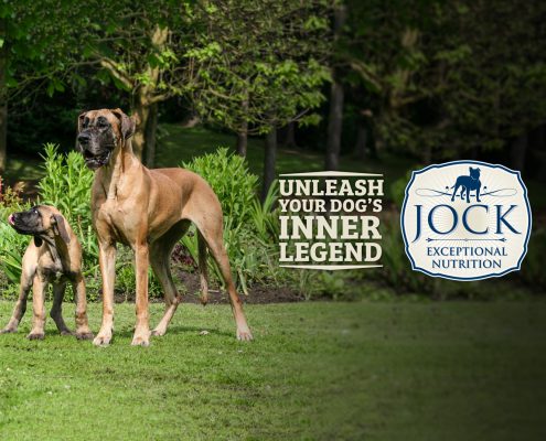 Know your breed - Great Dane