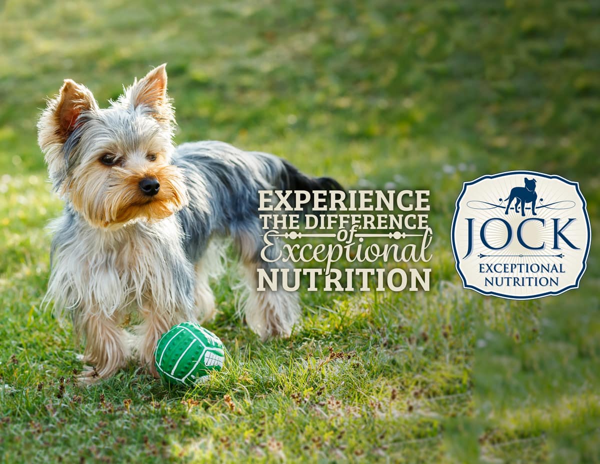 How to choose dry food for Yorkshire Terriers How to choose dry food for Yorkshire Terriers