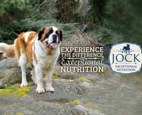 Know Your Breed - Saint Bernard - JOCK Dog Food