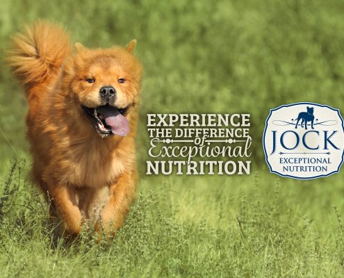 Know your breed - Chow Chow
