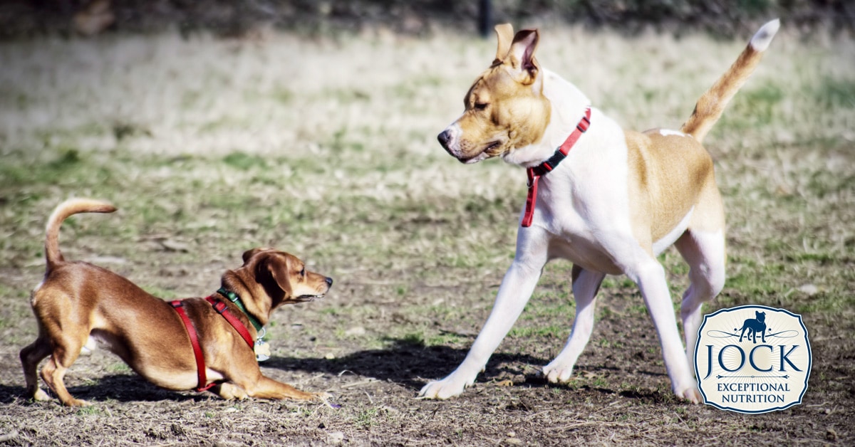 ATX - Your dog's body language - JOCK