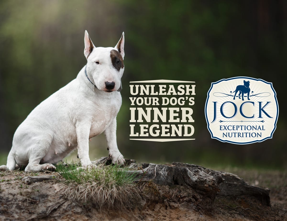 10 most exceptional dogs 10 most exceptional dogs