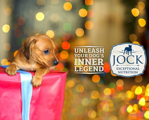 Ask The Expert - Don't buy a dog as a gift