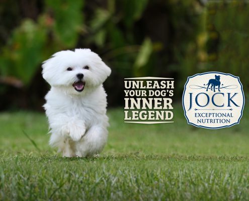 Know Your Breed - Maltese