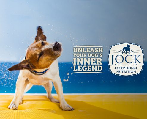 Ask The Expert with JOCK about ear infections in dogs