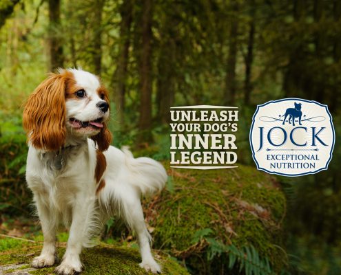 Know Your Breed - Cavalier King Charles Spaniel