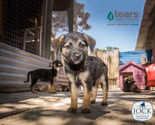 Hero Tears Puppy