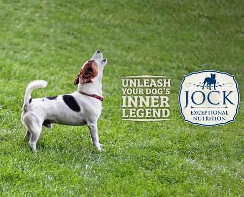 Ask the Expert - Barking Dogs