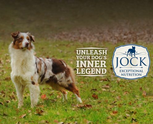 Know your breed: Australian Shepherd