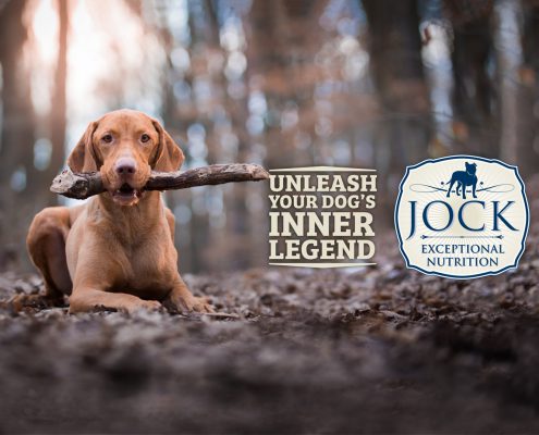 Know your breed: Vizsla