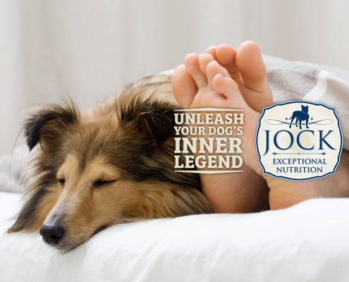 Ask the Expert with JOCK - Dogs in bed