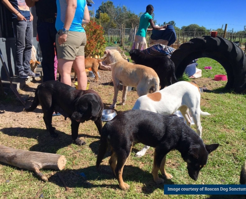 Roscan Dog Sanctum and the graceful act of caring