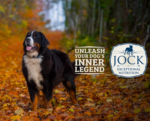 Know your breed: Bernese Mountain Dog