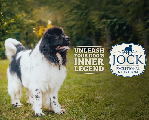 Know your Breed Newfoundland