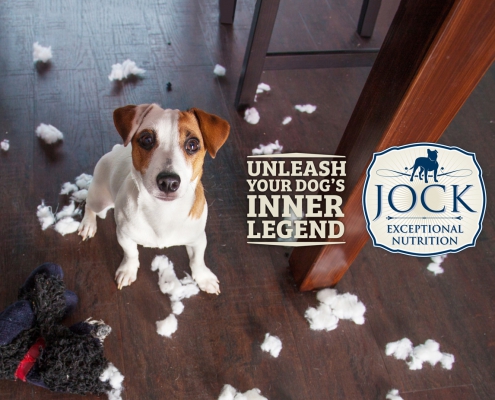 Ask the Expert - Compulsive behaviour in dogs