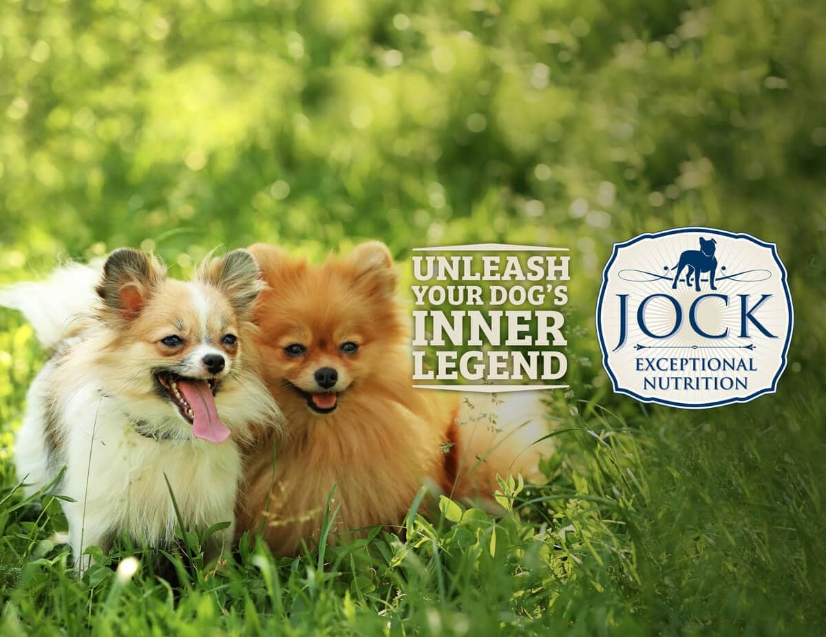 Know Your Breed Pomeranian Jock Dog Food Know Your Breed Pomeranian