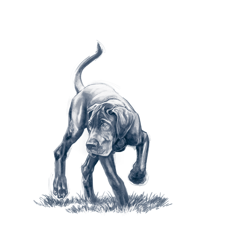 JOCKGrandeurLBPProductSpesDogOnly JOCK Dog Food